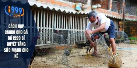 Cách Nạp Carbo Cho Gà Đá i999