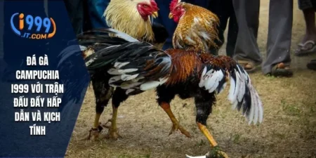 Đá Gà Campuchia i999