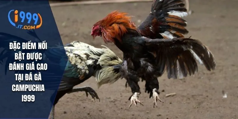 Đá Gà Campuchia i999 Với Trận Đấu Đầy Hấp Dẫn Và Kịch Tính 2 Đặc điểm nổi bật được đánh giá cao tại đá gà campuchia I999